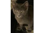 Adopt CYCLONE a Domestic Short Hair