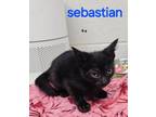 Adopt Sebastian a Domestic Short Hair