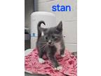 Adopt Stan a Domestic Short Hair