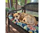 Adopt Hornby a Mixed Breed