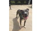 Adopt Badger a Pit Bull Terrier, Mixed Breed