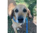 Adopt Calvin a Golden Retriever