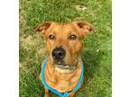 Adopt Richmond a Retriever, Mixed Breed