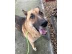 Adopt Khaki a German Shepherd Dog, Mixed Breed