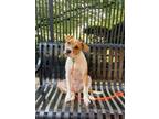 Adopt Goby a Pit Bull Terrier, Mixed Breed