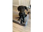 Adopt Jackson a Retriever, Mixed Breed