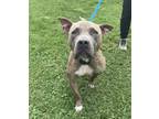 Adopt Dud a Pit Bull Terrier, Mixed Breed