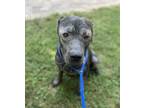 Adopt Boss a Labrador Retriever, Pit Bull Terrier