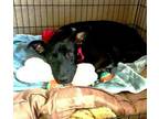Adopt Isaac a Labrador Retriever, Mixed Breed