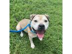 Adopt Biggie a Pit Bull Terrier, Mixed Breed