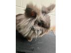 Adopt Dunkin` a Bunny Rabbit