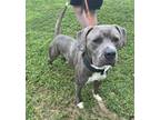 Adopt Duncan a Pit Bull Terrier, Mixed Breed