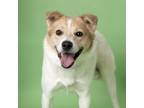 Adopt Robbie a Mixed Breed