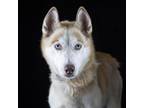 Adopt Wyatt a Mixed Breed