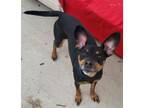 Adopt Tye a Miniature Pinscher