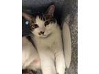Adopt Ghost a Domestic Short Hair