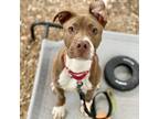 Adopt Fudgsicle a Staffordshire Bull Terrier