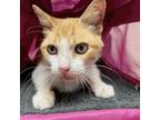 Adopt We Are 138 a Domestic Short Hair
