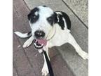Adopt Eos a Labrador Retriever