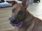 Adopt Charles a Labrador Retriever