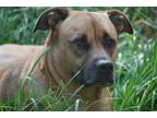 Adopt Frankie a Boxer, Shar-Pei