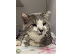 Adopt Snoop Dawg a Domestic Short Hair