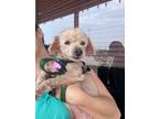 Adopt Migo a Poodle, Terrier