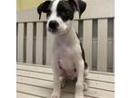 Adopt Ace a Terrier