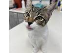 Adopt Sawyer a Domestic Short Hair