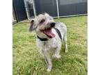 Adopt Target a Wirehaired Terrier
