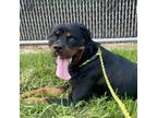 Adopt Whiskey a Rottweiler