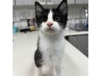Adopt Tac a Domestic Medium Hair
