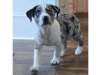 Adopt Charlie a Catahoula Leopard Dog
