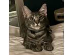 Adopt Julian #brother-of-Collin a Tabby, Domestic Short Hair