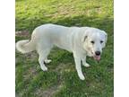 Adopt Casper ATX a Akbash, Great Pyrenees