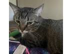 Adopt Biggie Smalls a Domestic Short Hair