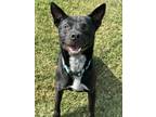 Adopt Monkey a Australian Kelpie, Mixed Breed