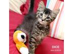 Adopt Dice-2164 a Domestic Long Hair, Domestic Short Hair