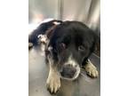 Adopt 56577711 a Newfoundland Dog, Mixed Breed