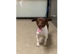 Adopt 56581762 a Parson Russell Terrier, Mixed Breed