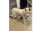 Adopt Gordo a Husky, Mixed Breed