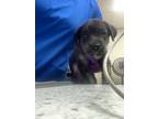 Adopt Toby Lee a German Shepherd Dog, Mixed Breed
