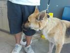 Adopt Rex a German Shepherd Dog, Mixed Breed