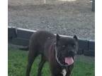 Adopt Nightmare a Cane Corso, Mixed Breed