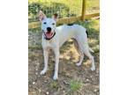 Adopt Mako a Staffordshire Bull Terrier