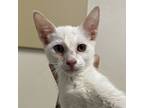 Adopt Pepper Jack a Domestic Short Hair