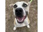 Adopt Bear a Pit Bull Terrier, Mixed Breed