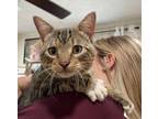 Adopt 56581141 a Domestic Short Hair