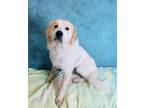 Adopt Mr. McNugget a Great Pyrenees, Mixed Breed