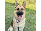Adopt Tom Brady a German Shepherd Dog, Mixed Breed